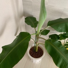 ちょいレア バナナの木の画像
