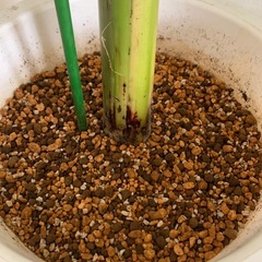 ちょいレア バナナの木の画像