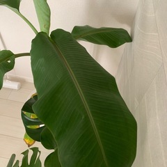 ちょいレア バナナの木の画像