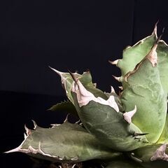 観葉植物 アガベ  チタノタ 5号鉢 活着済み【路地管理で鍛えた強健株】抜き苗の失敗が怖い方にの画像