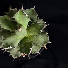 観葉植物 アガベ  チタノタ 5号鉢 活着済み【路地管理で鍛えた強健株】抜き苗の失敗が怖い方にの画像