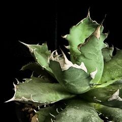 観葉植物 アガベ  チタノタ 5号鉢 活着済み【路地管理で鍛えた強健株】抜き苗の失敗が怖い方にの画像