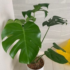 モンステラの画像