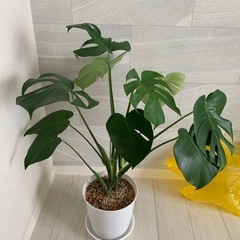 モンステラの画像