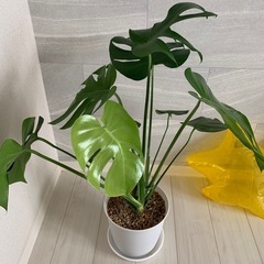 モンステラの画像