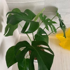 モンステラの画像