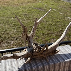 【激レア】天然大型流木　アクアリウム、爬虫類の画像