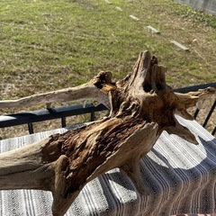 【激レア】天然大型流木　アクアリウム、爬虫類の画像