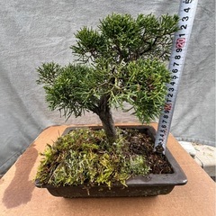 【真柏盆栽】樹形良好／古木感あり／高さ約40cm｜素材に最適🌿 の画像