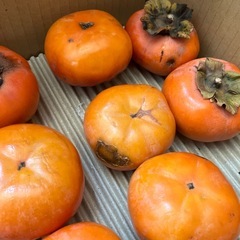 柿　22個の画像