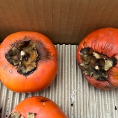 柿　22個の画像