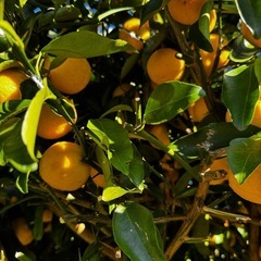 花ゆず 1kgの画像