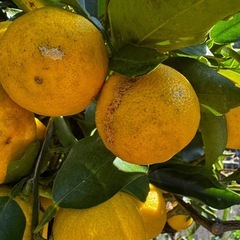 花ゆず 1kgの画像