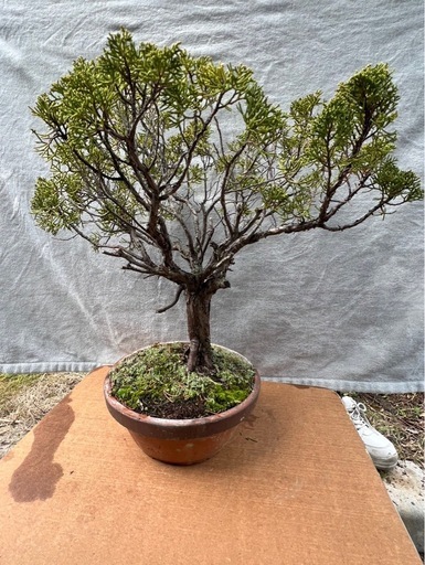 真柏（シンパク）盆栽／立派な樹形・黄金葉／即引取可 真柏（シンパク）盆栽／立派な樹形・黄金葉／即引取可 2025年最新】