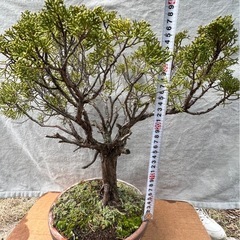 本日限り‼️¥10,000「真柏（シンパク）盆栽　高さ40cm　樹形良好」の画像