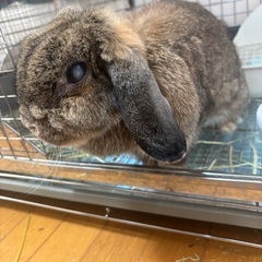 ホーランドロップの里親募集