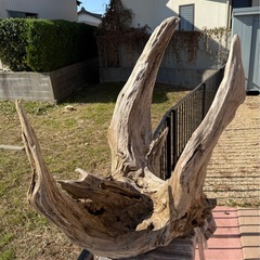 【激レア】大型　流木の画像