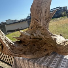 【激レア】大型　流木の画像