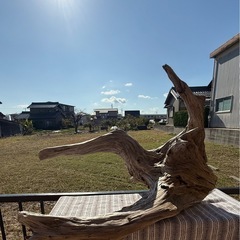 【激レア】大型　流木の画像