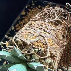 観葉植物 アガベ  チタノタ 5号鉢 活着済み【路地管理で鍛えた強健株】抜き苗の失敗が怖い方にの画像