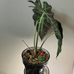 アロカシアの画像