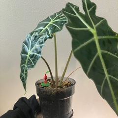 アロカシアの画像