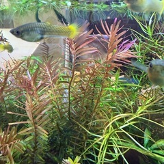 元気すぎる！グッピー　の画像