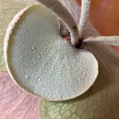 ビカクシダ　オモの画像