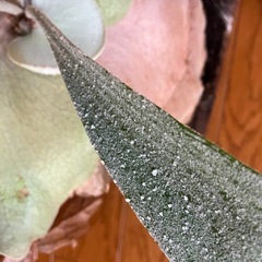 ビカクシダ　オモの画像