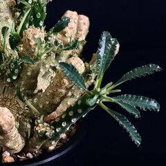 観葉植物【超希少】ドルステニア ラブラニー 5号鉢 コレクション株 しっかり根付いています！の画像