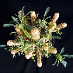 観葉植物【超希少】ドルステニア ラブラニー 5号鉢 コレクション株 しっかり根付いています！の画像