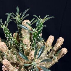 観葉植物【超希少】ドルステニア ラブラニー 5号鉢 コレクション株 しっかり根付いています！の画像