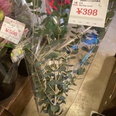 1126マルバユーカリ2本入