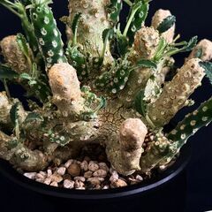 観葉植物【超希少】ドルステニア ラブラニー 5号鉢 コレクション株 しっかり根付いています！の画像