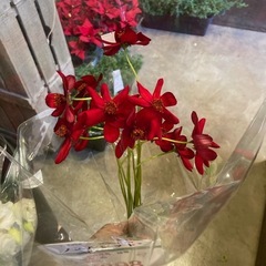 1126秋桜　ノエルレッド10本入