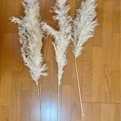 パンパスグラス　ドライフラワー　まとめ売り　インテリアの画像