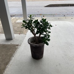 お金のなる木？みたいです。の画像