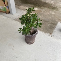 お金のなる木？みたいです。の画像