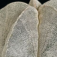 【トゲなしサボテン】アストロフィツム ランポー兜（3.5号・活着済み）根もしっかりの安心株 観葉植物の画像