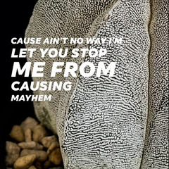 【トゲなしサボテン】アストロフィツム ランポー兜（3.5号・活着済み）根もしっかりの安心株 観葉植物の画像