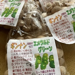 ★銀杏（ぎんなん）エメラルドグリーン 約500gの画像