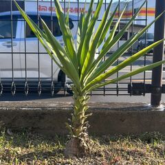 ユッカ（約50cm）／観葉植物・丈夫で育てやすい種類です🌴【4500円】の画像
