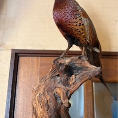 きじ　剥製の画像