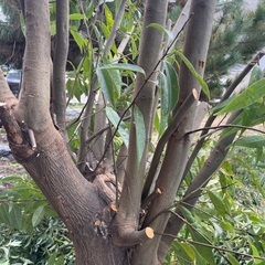 細めの伐採木　薪の画像