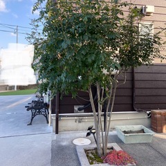 シマトネリコ　の画像