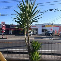 ユッカ（高さ約210cm）【40,000円】の画像