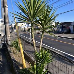 ユッカ（高さ約210cm）【40,000円】の画像