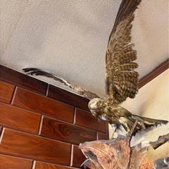 たか　剥製　鷹の画像