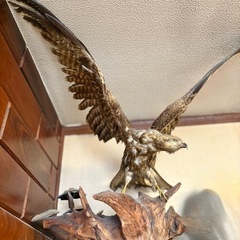 たか　剥製　鷹の画像