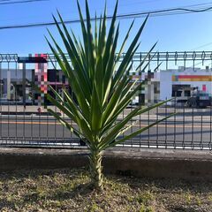 ユッカの木（約90cm）🌵丈夫で育てやすい人気種！【6000円】の画像